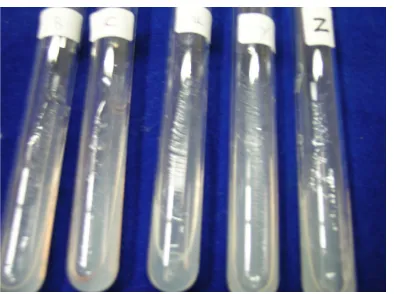 Gambar 1. Hasil isolasi awal dari nodul akar (a), re-streak isolat (b) dan 8 isolat dari nodul Edamame(c), serta 4 isolat dari nodul Wilis(d)  