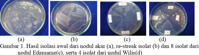 Gambar 1. Hasil isolasi awal dari nodul akar (a), re-streak isolat (b) dan 8 isolat dari 