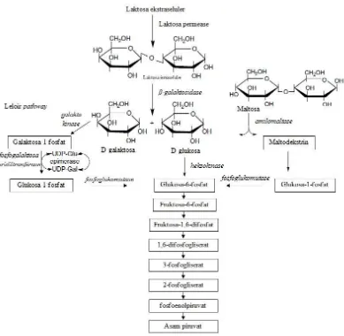 Gambar 8  Lintasan metabolisme laktosa, glukosa, galaktosa, dan maltosa sampai    terbentuk asam piruvat (Moat et al