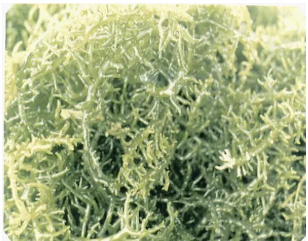 Gambar 1. Jenis alga merah Eucheuma cottonii (images.google.co.id) 