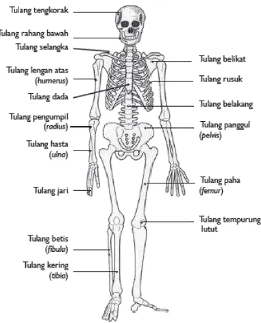 Gambar 1. Rangka Manusia 