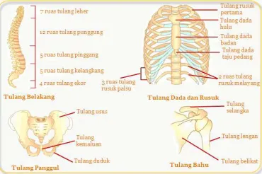 Gambar 3. Struktur Tulang 