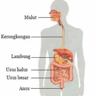 Gambar sistem pencernaan manusia 