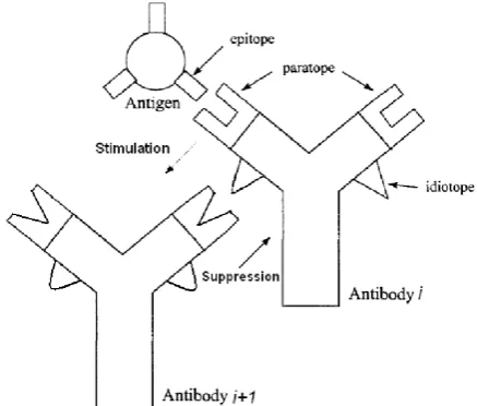 Figure 1: Antigen-antibody binding and Jerne’s Idio-typic Network Theory