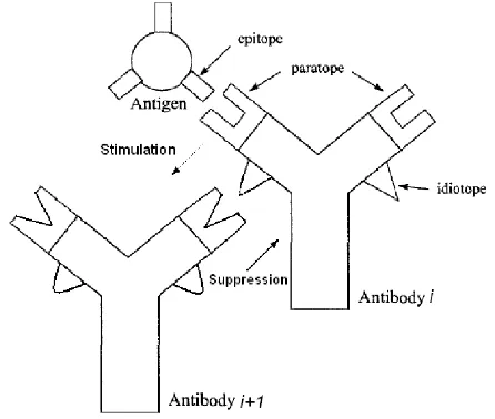 Fig. 1.Antigen-antibody binding and Jerne’s Idiotypic Network Theory
