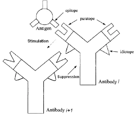 Fig. 1.Antigen-antibody binding and Jerne’s Idiotypic Network Theory