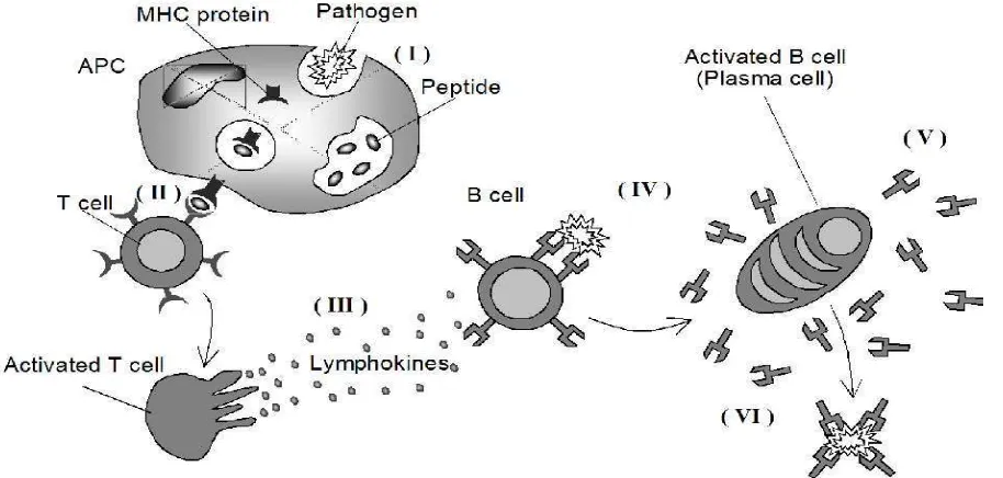 Fig. 2.Basic biological immune systems response [5]