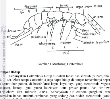 Gambar 1 Morfologi Collembola 