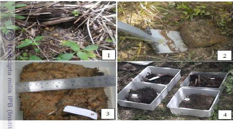 Gambar 3 Proses pengambilan contoh tanah pada area penelitian 
