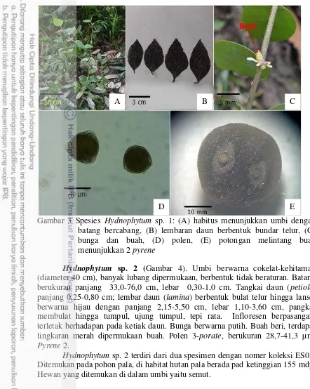 Gambar 3 Spesies  Hydnophytum sp. 1: (A) habitus menunjukkan umbi dengan 