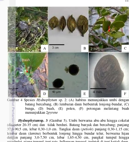Gambar 4 Spesies  Hydnophytum sp. 2: (A) habitus menunjukkan umbi dengan 
