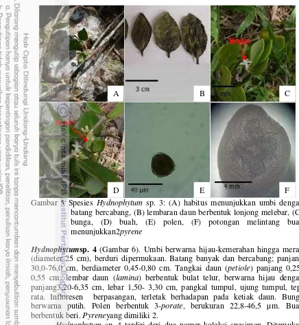 Gambar 5 Spesies  Hydnophytum sp. 3: (A) habitus menunjukkan umbi dengan 