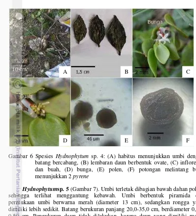 Gambar 7 Spesies Hydnophytum sp. 5: (A) bentuk umbi (B) bentuk rongga 