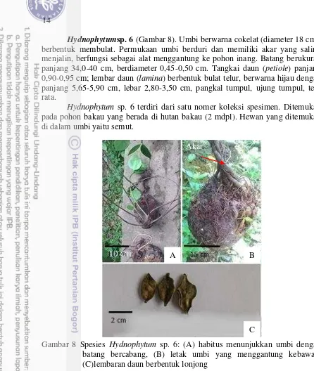 Gambar 8 Spesies Hydnophytum sp. 6: (A) habitus menunjukkan umbi dengan 