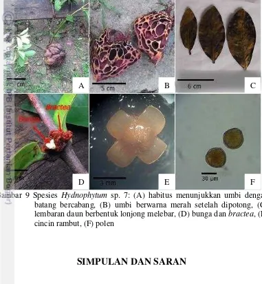 Gambar 9 Spesies  Hydnophytum sp. 7: (A) habitus menunjukkan umbi dengan 