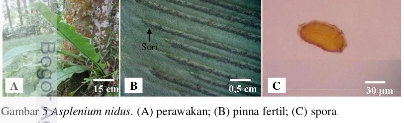 Gambar 5 Asplenium nidus. (A) perawakan; (B) pinna fertil; (C) spora 