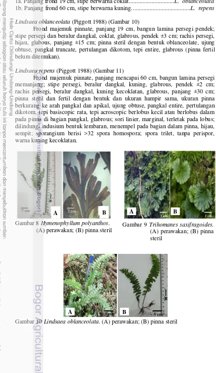 Gambar 8 Hymenophyllum polyanthos. 