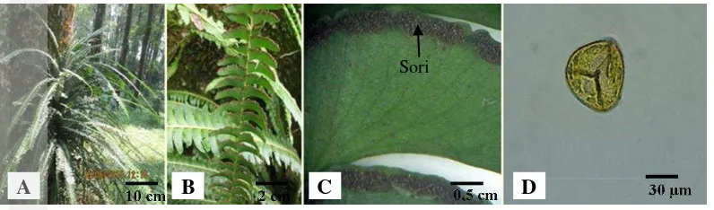 Gambar 11 Lindsaea repens. (A) perawakan; (B) pinna fertil; (C) sori; (D) spora 