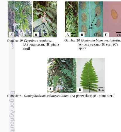 Gambar 20 Goniophlebium persicifolium.  
