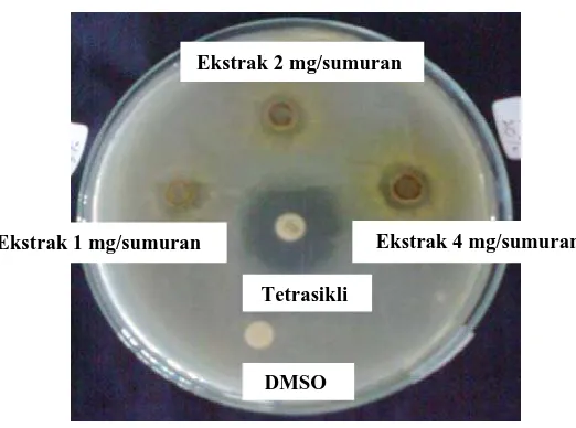 Gambar  3. Hasil uji aktivitas ekstrak etanol daun belimbing wuluh ( terhadap dan 4 mg/sumuran Averrhoa bilimbi L.) Staphylococcus aureus dengan konsentrasi ekstrak 1 mg/sumuran, 2 mg/sumuran,  