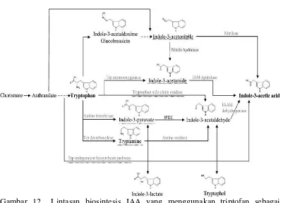 Gambar 12  Lintasan biosintesis IAA yang menggunakan triptofan sebagai prekursor dan yang tidak bergantung terhadap triptofan (Spaepen et al