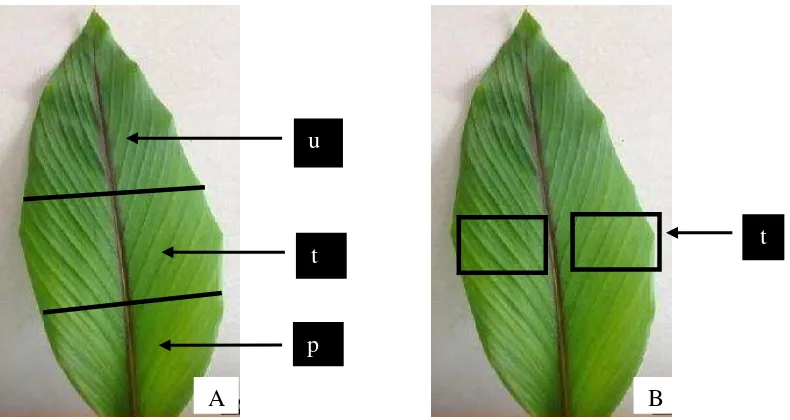 Gambar 1 Bagian struktur anatomi sampel daun yang diamati. (A) sayatan paradermal daun : (u) ujung, (t) tengah, (p) pangkal