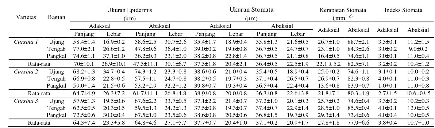 Tabel 2 Ukuran tebal kutikula, epidermis, mesofil, dan tebal daun tiga varietas Cursina 