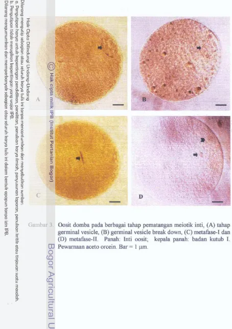 Gambar 3. Oosit domba pada berbagai tahap pematangan meiotik inti, (A) tahap 