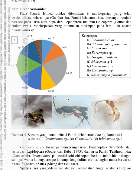 Gambar 4  Spesies yang mendominasi Famili Ichneumonidae, (a) komposisi 