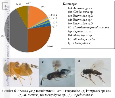 Gambar 6  Spesies yang mendominasi Famili Encyrtidae, (a) komposisi spesies, 