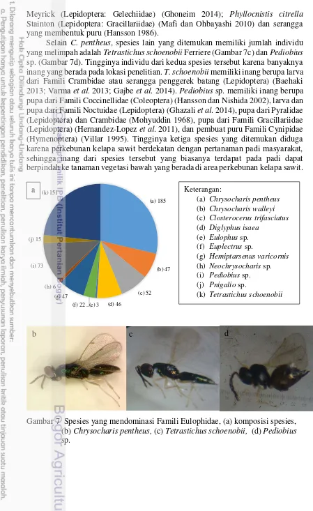 Gambar 7  Spesies yang mendominasi Famili Eulophidae, (a) komposisi spesies, 