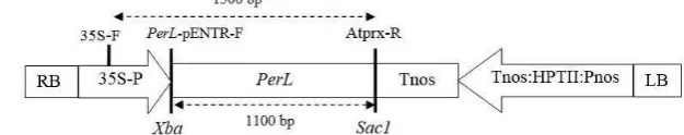Gambar 1  Posisi gen  PerL pada plasmid rekombinan pGWB502-PerL. RB: right border, LB: left border, 35S-P: promoter 35S CaMV, PerL: gen penyandi peroksidase dari kedelai kultivar lumut, HPT: hygromycin phosphotransferase, Tnos dan Pnos: terminator dan promoter nopaline synthase (Digambar ulang dari Wulandari (2014)) 