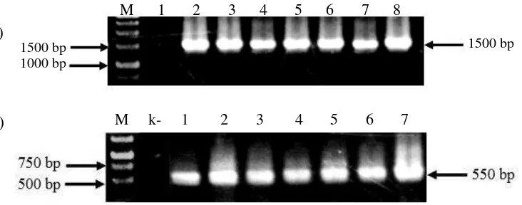Gambar 2 Analisis integrasi gen 35S-PerL dengan PCR dari tanaman generasi T0. (a) dengan pasangan primer 35S-F dan Atprx-R, (b) dengan pasangan primer Act-F dan Act-R