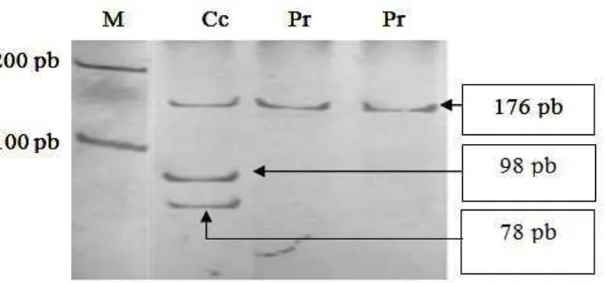 Gambar 1  Fragmen DNA produk PCR dan hasil pemotongan enzim Ava II gen  ASS  ekson  5  kromosom  11  sapi  perah  FH  pada  gel poliakrilamid  6%