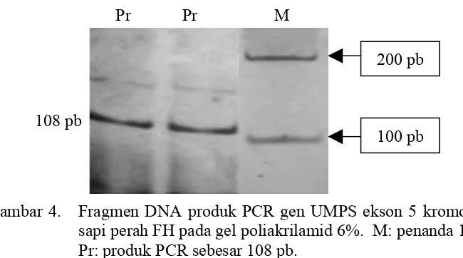 Gambar 4.   Fragmen DNA produk PCR gen UMPS ekson 5 kromosom 1 