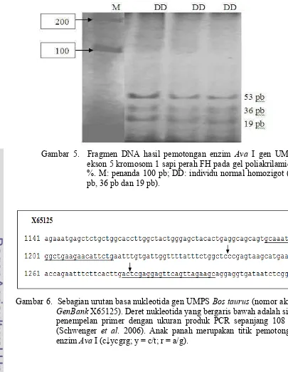 Gambar 6.  Sebagian urutan basa nukleotida gen UMPS Bos taurus (nomor akses GenBank X65125)