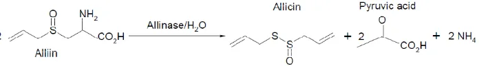Gambar 2. Pembentukan allicin dalam bawang putih (Ebadi, 2002) 