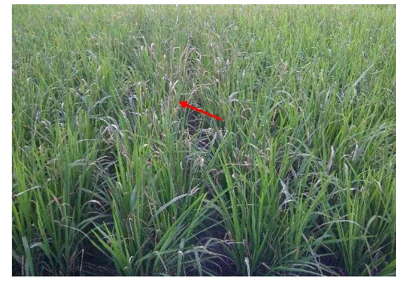 Gambar 1  Gejala HDB di lahan pertanaman padi. Daun tanaman 
