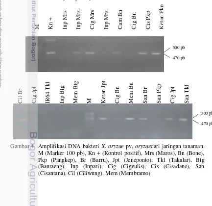 Gambar 4  Amplifikasi DNA bakteri X. oryzae pv. oryzaedari jaringan tanaman. 