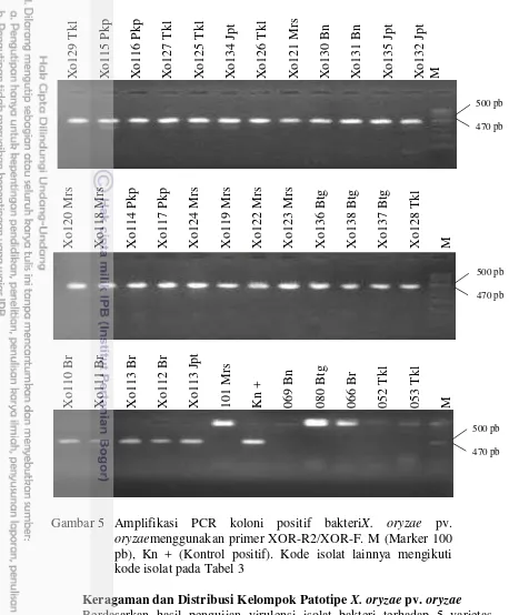 Gambar 5 Amplifikasi PCR koloni positif bakteriX. oryzae pv. 