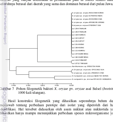 Gambar 7  Pohon filogenetik bakteri  X. oryzae pv. oryzae asal Sulsel (bootstrap 
