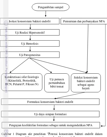 Gambar 1 Diagram alir penelitian “Potensi konsorsium bakteri endofit dalam  