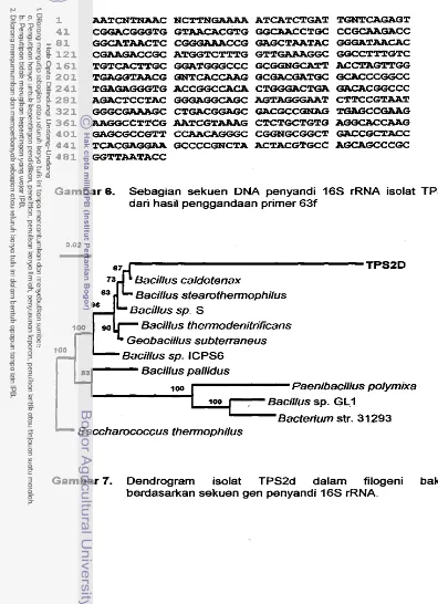 Gambar 6. Sebagian sekuen DNA penyandi 16s rRNA isolat TPS2d 
