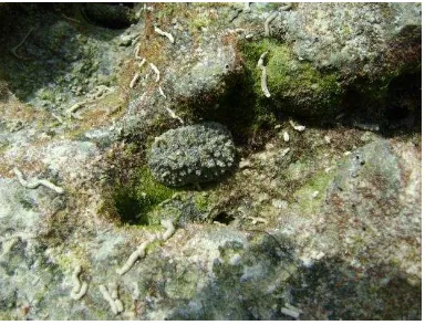 Gambar 1. Lintah laut (Discodoris sp.) Perairan Kepulauan Belitung  