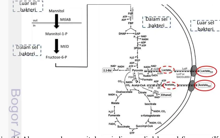 Gambar 11 Alur pemecahan manitol menjadi asam di dalam sel S. aureus (Kenny 