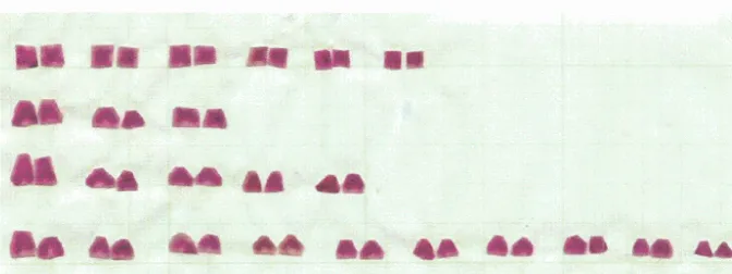 Gambar 9. Sebaran kromosom Osteochilus vittafus C.V. 