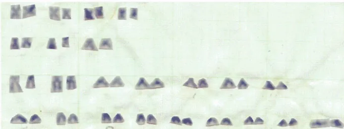 Gambar 1 1. Kariotip ikan nilem Osteochilus hasselti C.V. 