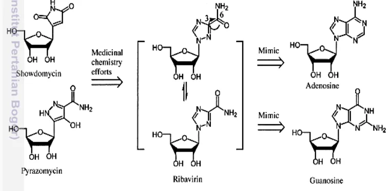 Gambar 3  Ribavirin beranalog dengan ribonukleotida adenosin dan guanosin 