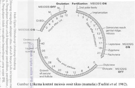 Gambar 1 Skema kontrol meiosis oosit tikus (mamalia) (Tsafriri et al. 1982). 