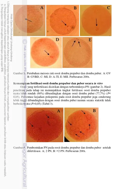 Gambar 3   Perubahan meiosis inti oosit domba prepuber dan domba puber. A: GV 